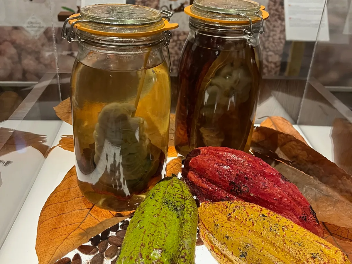 Visite et dégustation à l'Atelier du Chocolat – Une sortie gourmande pour nos résidents